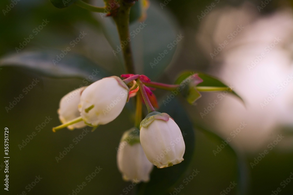 Inflorescence of white flowers of blueberries in the open Inflorescence of white flowers of blueberries in the open