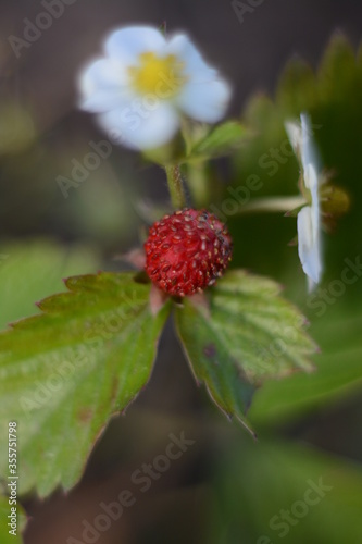 Close-up of ripened red wild strawberries and a white flower in the background