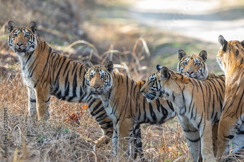 Pench National Park - Bengal Tiger  Panthera tigris tigris  Family group of mother and four cubs.