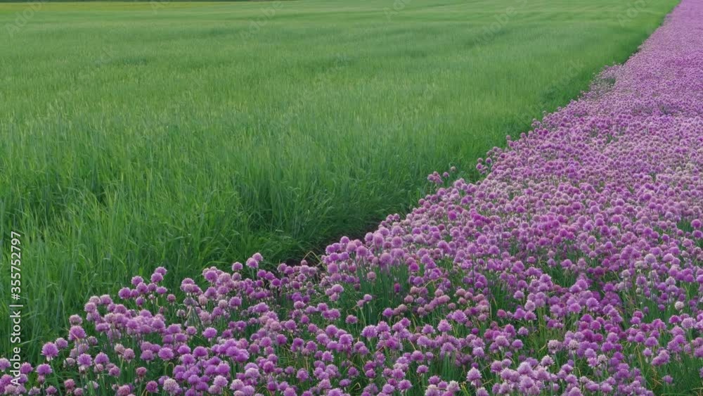 Diagonal of fields with pink garlic flowers and coming green wheat corn shaking on wind. Triangles of blooming Allium and unripe ears in vegetable farm. Ripening harvest. Agricultural business concept Diagonal of fields with pink garlic flowers and coming green wheat corn shaking on wind. Triangles of blooming Allium and unripe ears in vegetable farm. Ripening harvest. Agricultural business concept