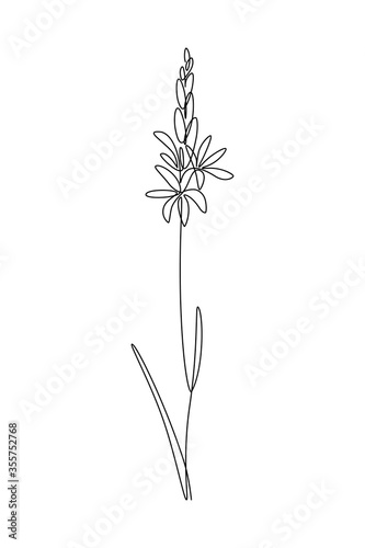 Camassia or wild hyacinth flower in continuous line art drawing style. Minimalist black linear sketch isolated on white background. Vector illustration