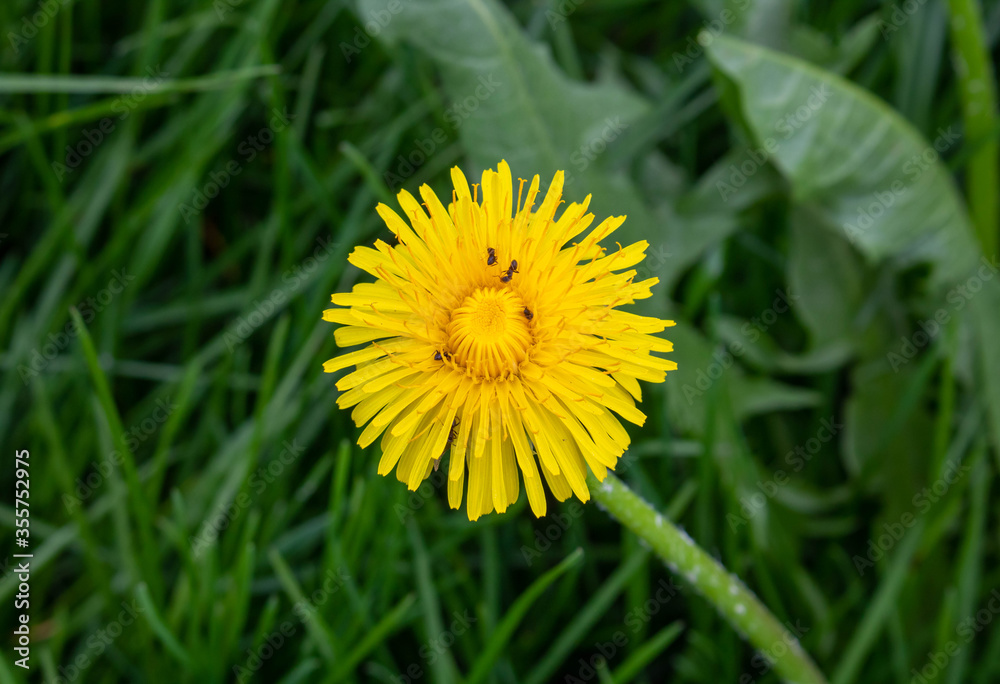 Ants crawl on a yellow dandelion flower. Dandelion on the background of green grass. The concept of spring and summer. Ants crawl on a yellow dandelion flower. Dandelion on the background of green grass. The concept of spring and summer.