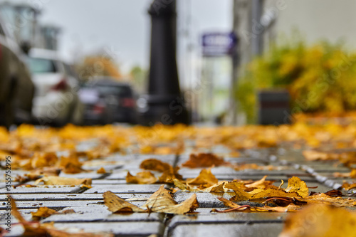 paving slabs strewn with autumn leaves in the city