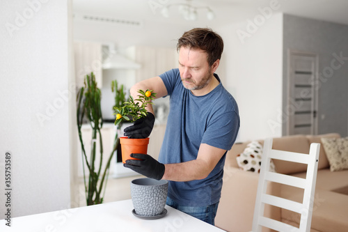 Fotografie Man transplanting a houseplant calamondin into new big flowerpot