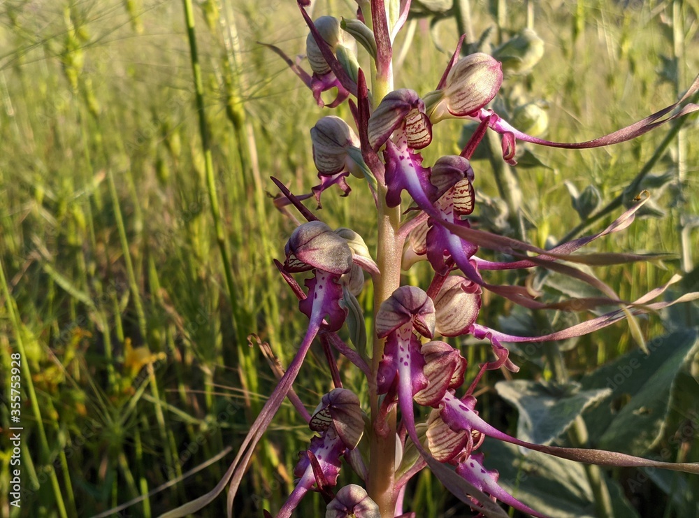 Orchid on the ground.Himantoglossum cuprinum rare wild orchid Orchid on the ground.Himantoglossum cuprinum rare wild orchid