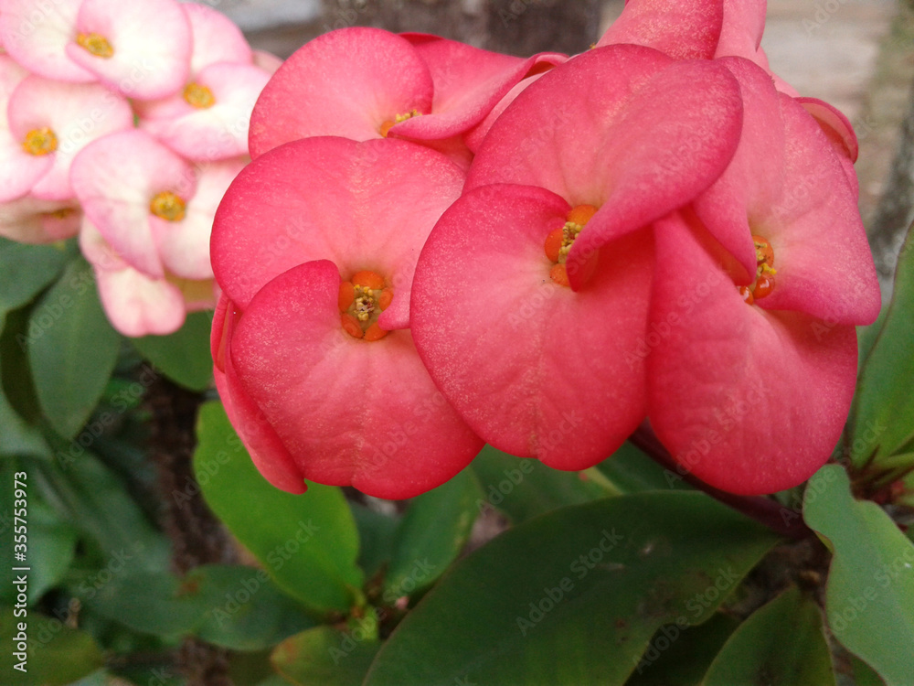 Euphorbia milii pink and red flower Euphorbia milii pink and red flower