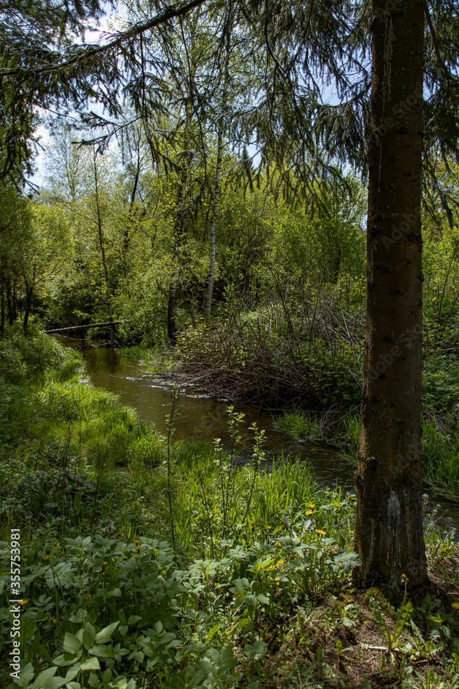 Small river in the forest with a little wood bridge Small river in the forest with a little wood bridge