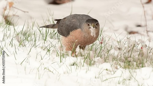 A Cooper's Hawk Feeding on its Prey in the Snow