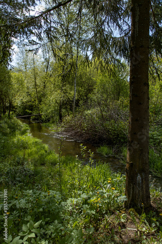 Small river in the forest with a little wood bridge