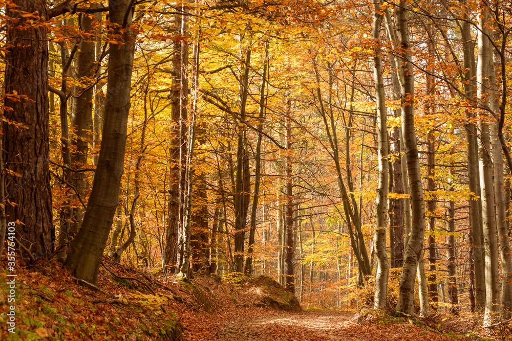 Fototapeta premium Autumn in Rhodopy Mountain Bulgaria 