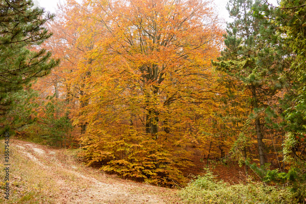 Obraz premium Autumn in Rhodopy Mountain Bulgaria 