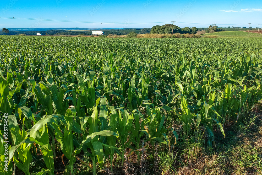 View of a green corn plantation in Brazil