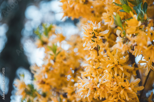 Colorful vivid yellow branches of forsythia. Spring season, blossom, blooming flowers.