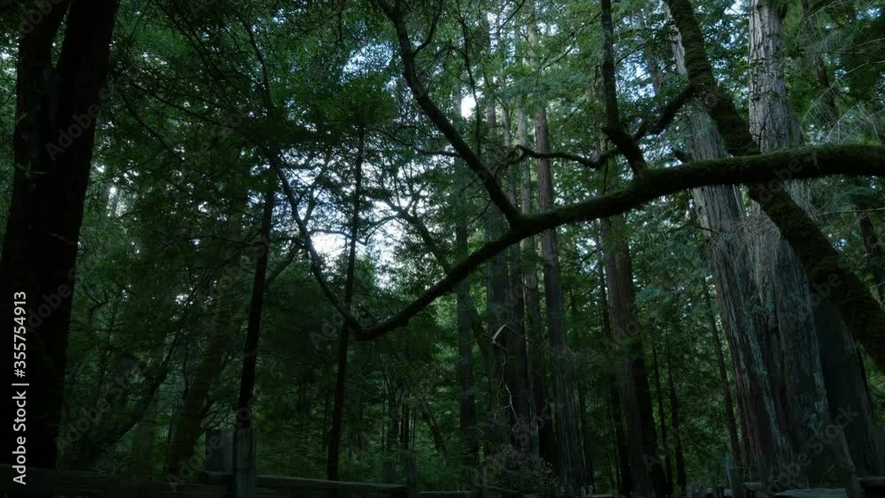 Redwood Forest 3 Axis Dolly Santa Cruz California USA Morning Right Redwood Forest 3 Axis Dolly Santa Cruz California USA Morning Right