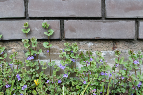 Background brown brick wall with flowers, green grass and purple flowers
