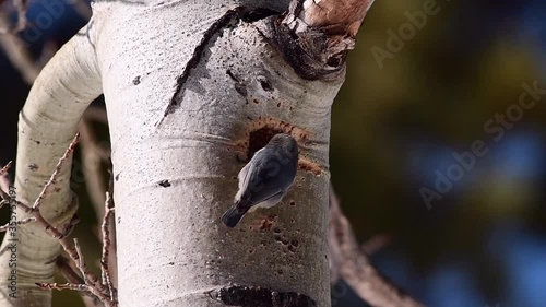 An Adorable Pygmy Nuthatch Cleaning out its Future Nest