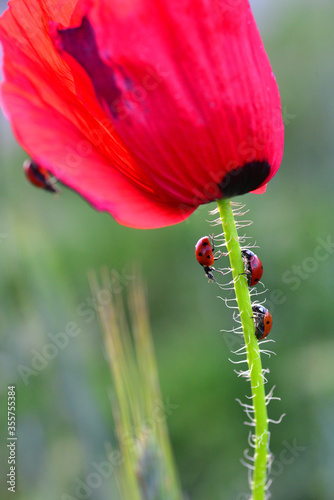 Marienkäfer auf der Mohnblume