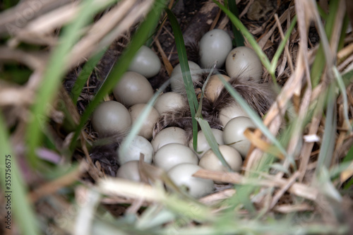 Common pheasant (Phasianus colchicus) nest with 18 eggs hidden in a bush