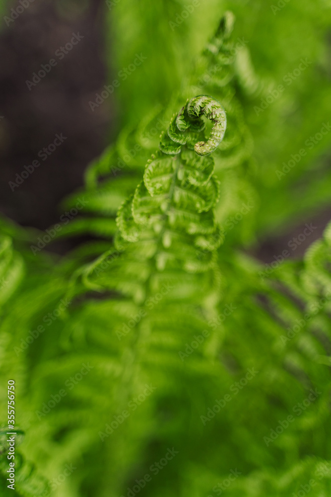 green succulent fern leaves. spring run, fern opens a leaf. wallpaper. green nature. Protect the environment green succulent fern leaves. spring run, fern opens a leaf. wallpaper. green nature. Protect the environment