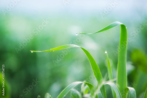 Macro landscape with green grass and dewdrops