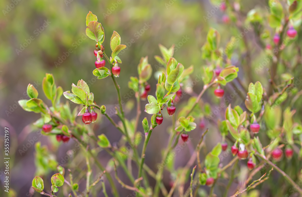 Cowberry bush with pale pink flowers closeup Cowberry bush with pale pink flowers closeup