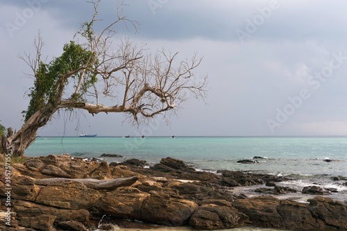 Old tree on Koh Phi Phi Island in Thailand © Chawran