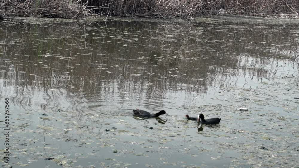 Floating cormorants family an dirty lake Floating cormorants family an dirty lake