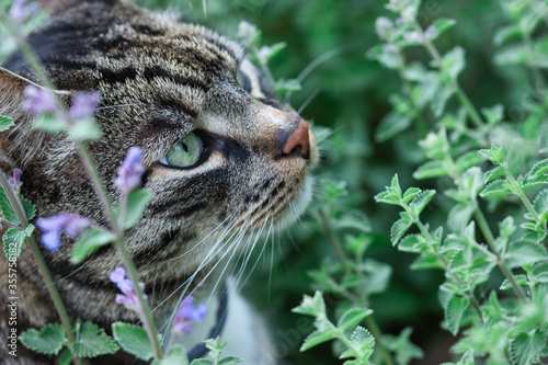 Tableau sur toile Gray tabby cat sniffing catnip plant with flowers in the summer garden, cats pro