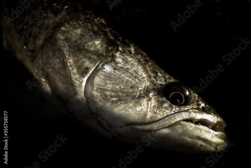 Tararira or wolf fish portrait, isolated with a black background.  photo