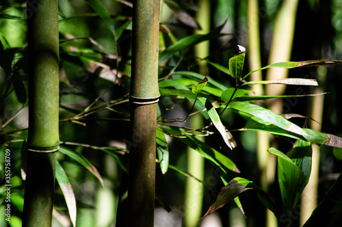 Bamboo with green leaves in Hawaii