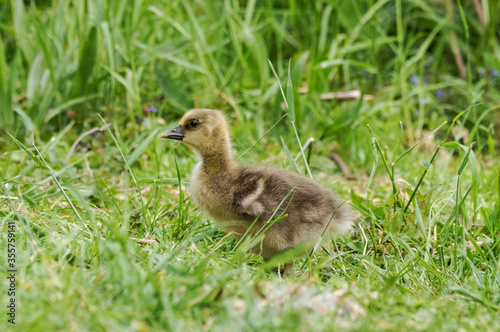 Canada goose gosling sitting in grass