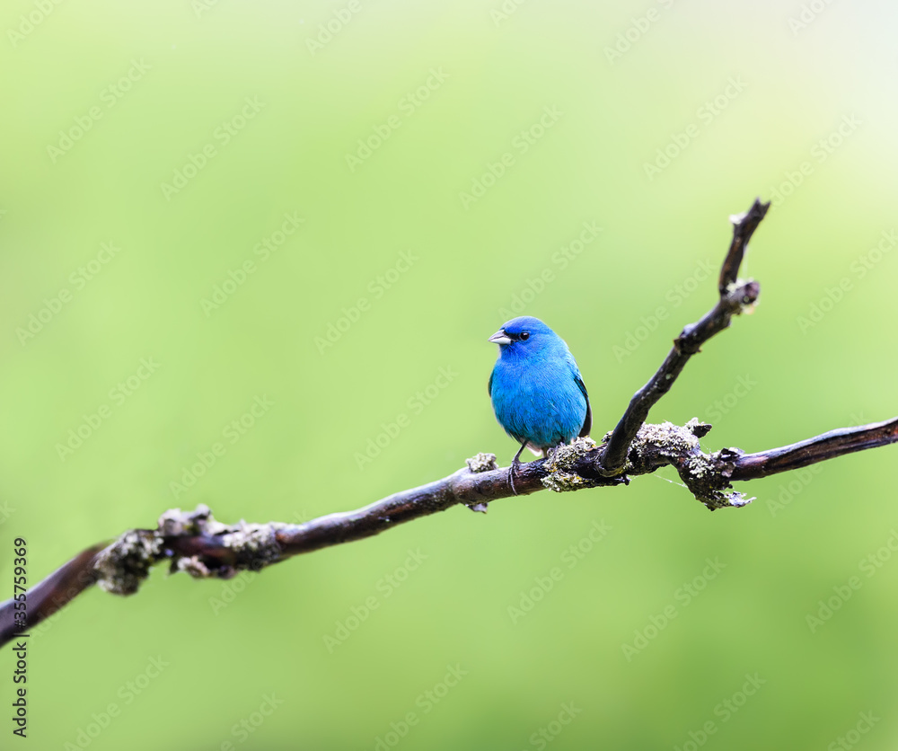Indigo Bunting on Tree Branch in Spring Indigo Bunting on Tree Branch in Spring