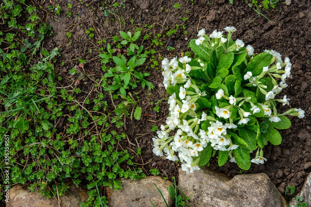 A flower bed on a garden plot on which primrose bush grows and blooms. The flowerbed is fenced with small stones. A flower bed on a garden plot on which primrose bush grows and blooms. The flowerbed is fenced with small stones.