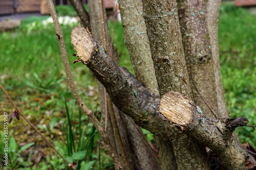 Sawn thick branches of a bush. Decorative bush of a garden nut (hazelnut).