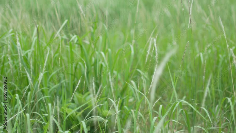 grass flower moving with wind, for background and textured grass flower moving with wind, for background and textured