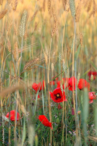 Beautiful Idyllic Unspoiled Nature Wallpaper. Bright Red Poppy Flowers Blooming in a Wheat Rural Field on a Sunny Spring or Summer Day with Green Leaves Background. 