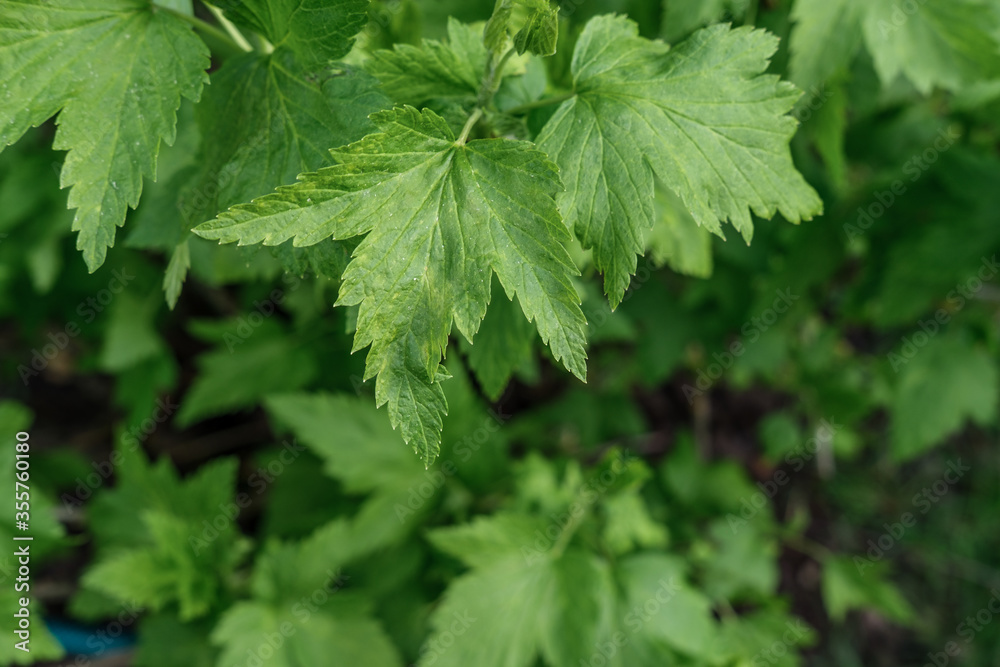 Young green leaves of a currant bush. The leaves are sharp and yellowish in places, there may be a lack of nutrition in the growth or disease of the leaves. Young green leaves of a currant bush. The leaves are sharp and yellowish in places, there may be a lack of nutrition in the growth or disease of the leaves.