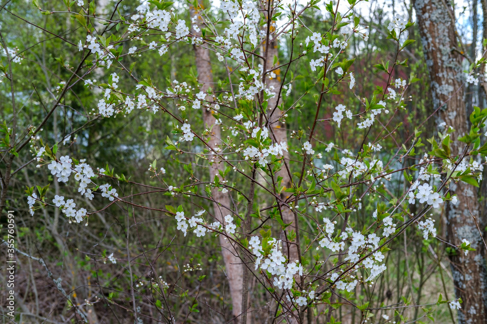 Fototapeta premium Blooming bird cherry small white flowers on a background of forest, trees and bushes.