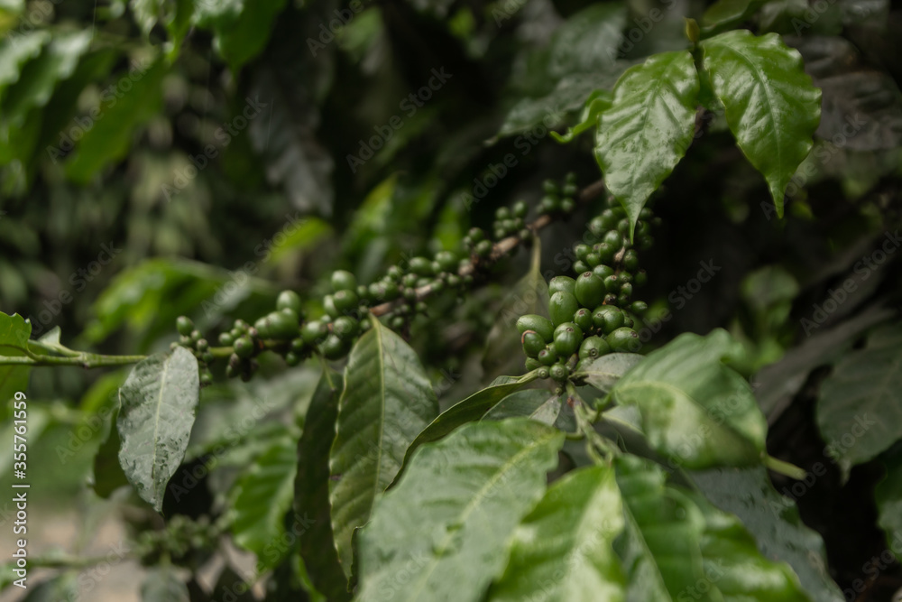 Green coffee bean in tree in mountainous area Green coffee bean in tree in mountainous area