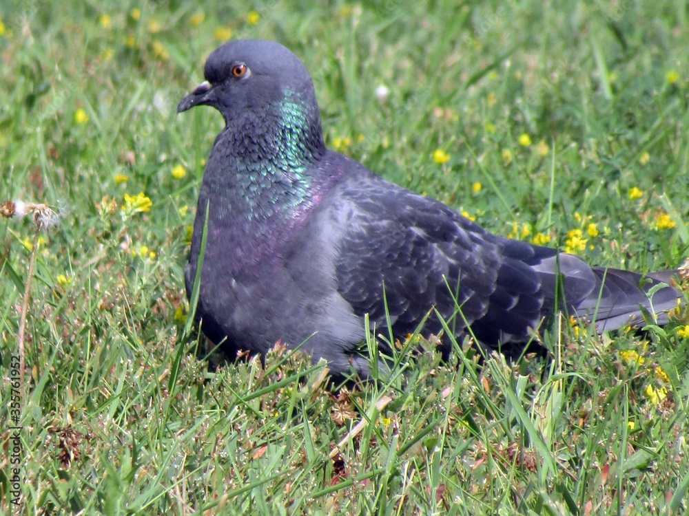 Fototapeta premium pigeon on grass