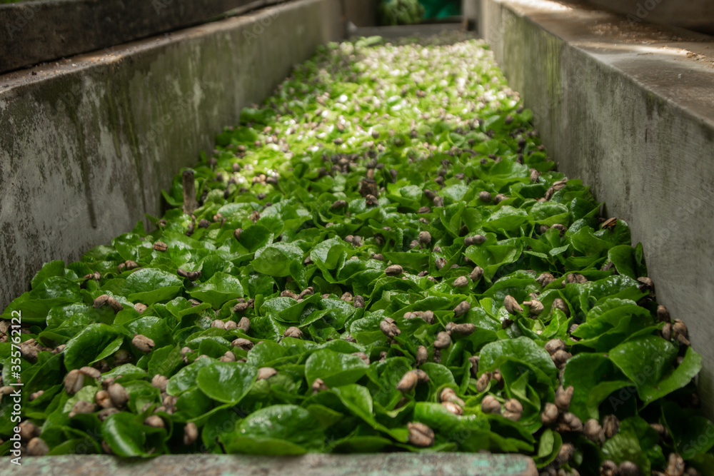 Seedbed of coffee plants ready for planting Seedbed of coffee plants ready for planting