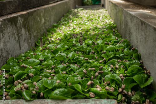 Seedbed of coffee plants ready for planting