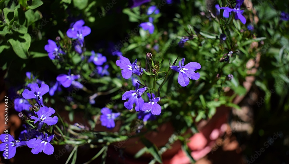 Purple Lobelia flowers in a flowerpot Purple Lobelia flowers in a flowerpot