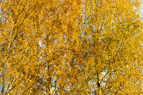 abstract background of birch foliage