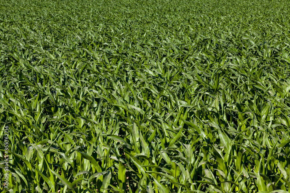 details of organic corn details of organic corn