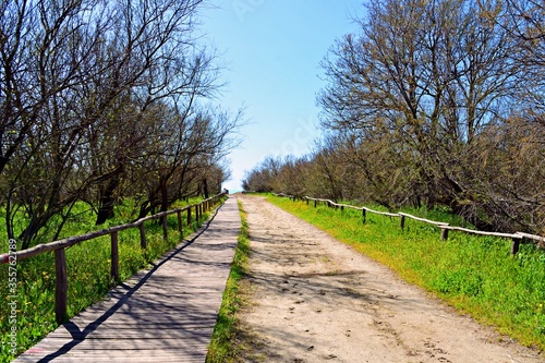 tree-lined driveway to access the beach in the tourist resort of Vada in the municipality of Rosignano Marittimo in Tuscany Italy photo