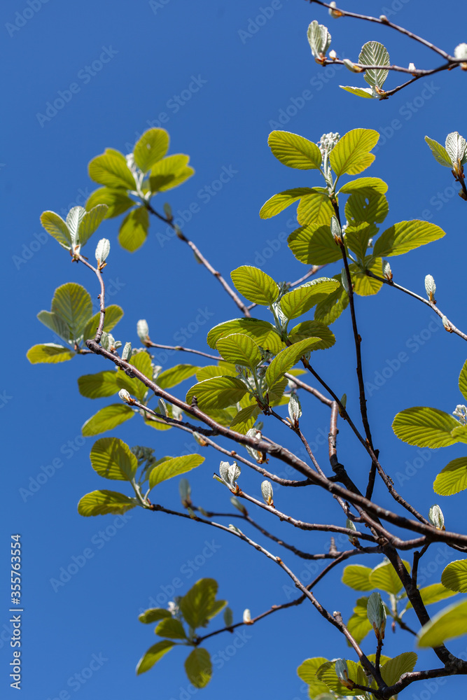 Young leaves of tree, branch at springtime in forest