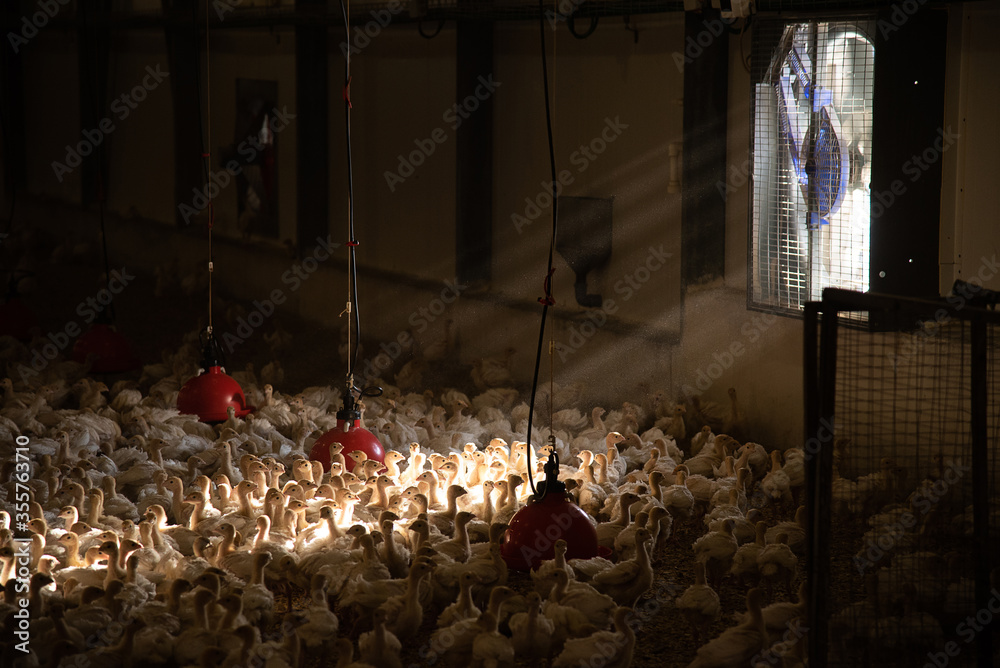 lot of little chicks of turkeys at the poultry farm under the lamps. livestock and environmental issues. growing birds for meat and eggs. tight conditions