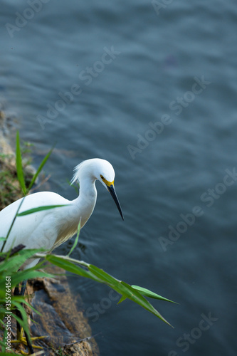 White egret a snowy shorebird captured while fishing in lake Catemaco in Mexico photo