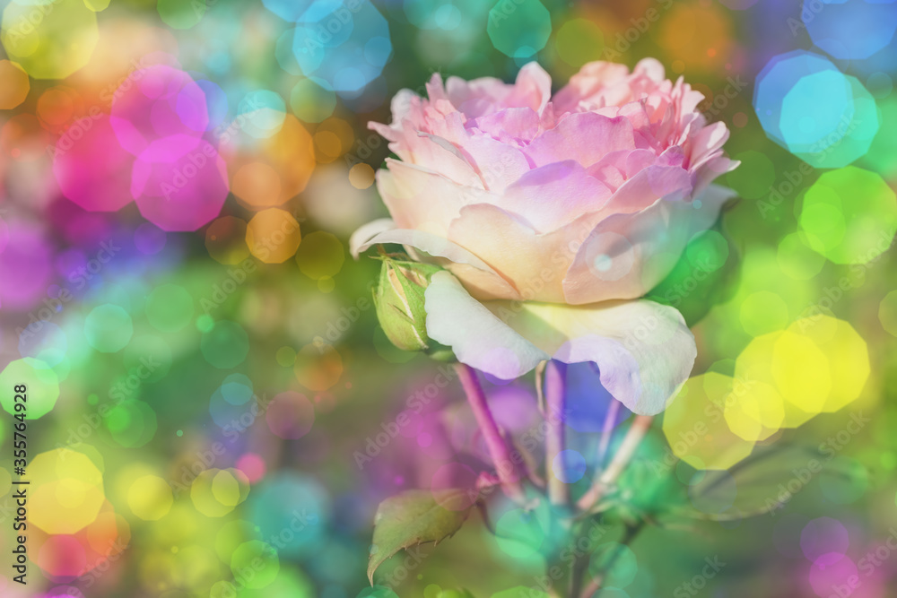 Obraz premium Blossom flowers bokeh- background header rose. Selective focus- soft lights pattern. Abstract defocused nature